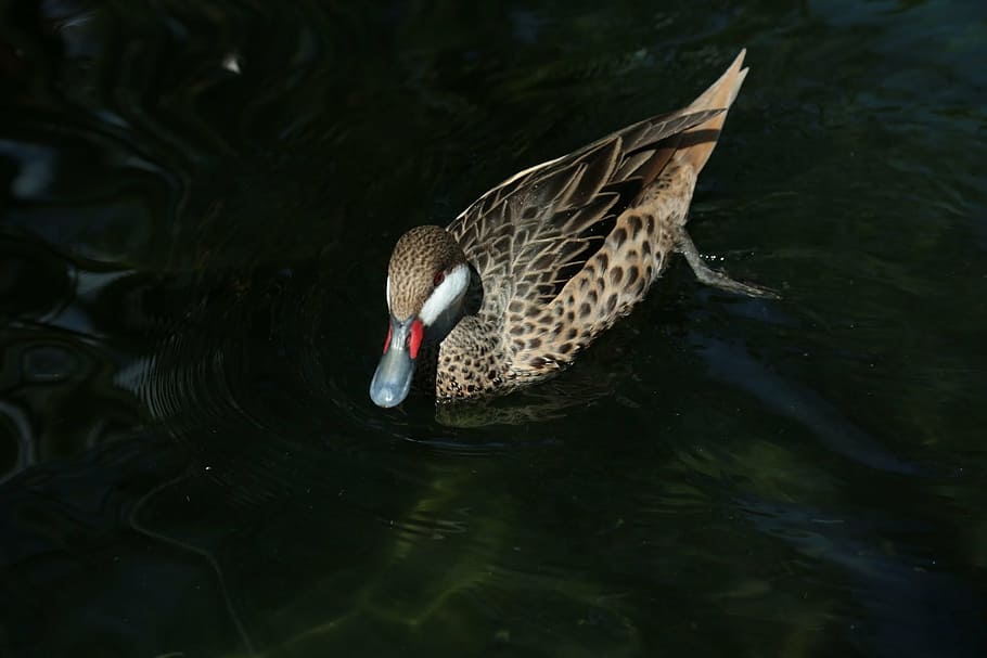 duck, float, alone, water, nature, bird, lake, swim, reflection HD wallpaper