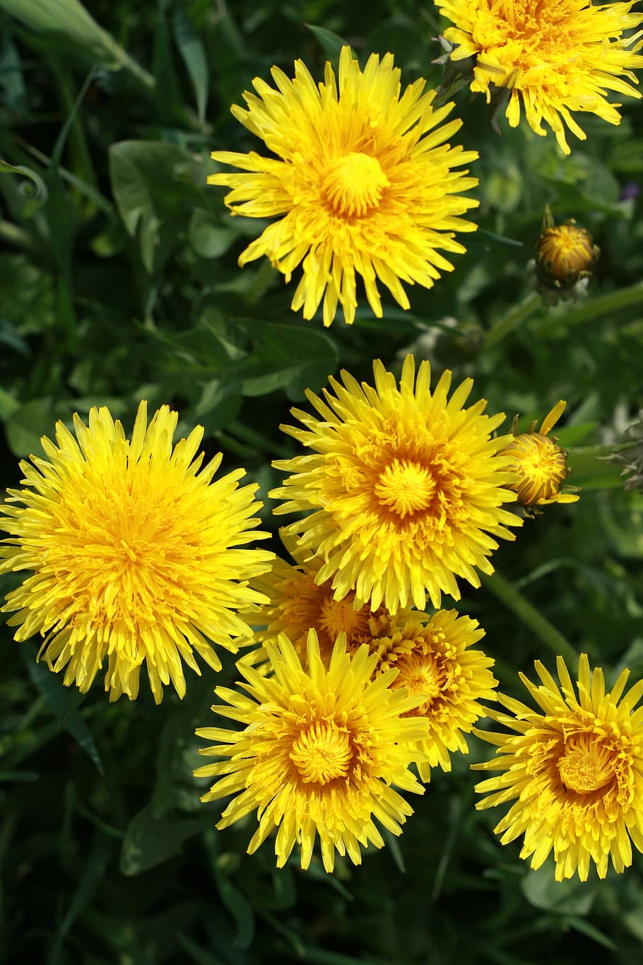grass, flower, nature, summer, green, spring, field, summer flowers HD wallpaper