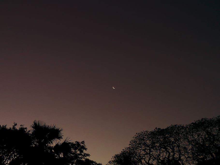 Moonat sunrise, silhouette of trees and low angle photography of crescent moon HD wallpaper