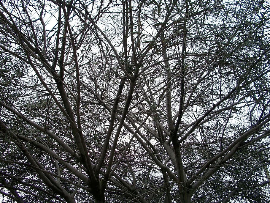 Tree, Branches, Nature, deciduous, leaf, leaves, season, spring HD wallpaper