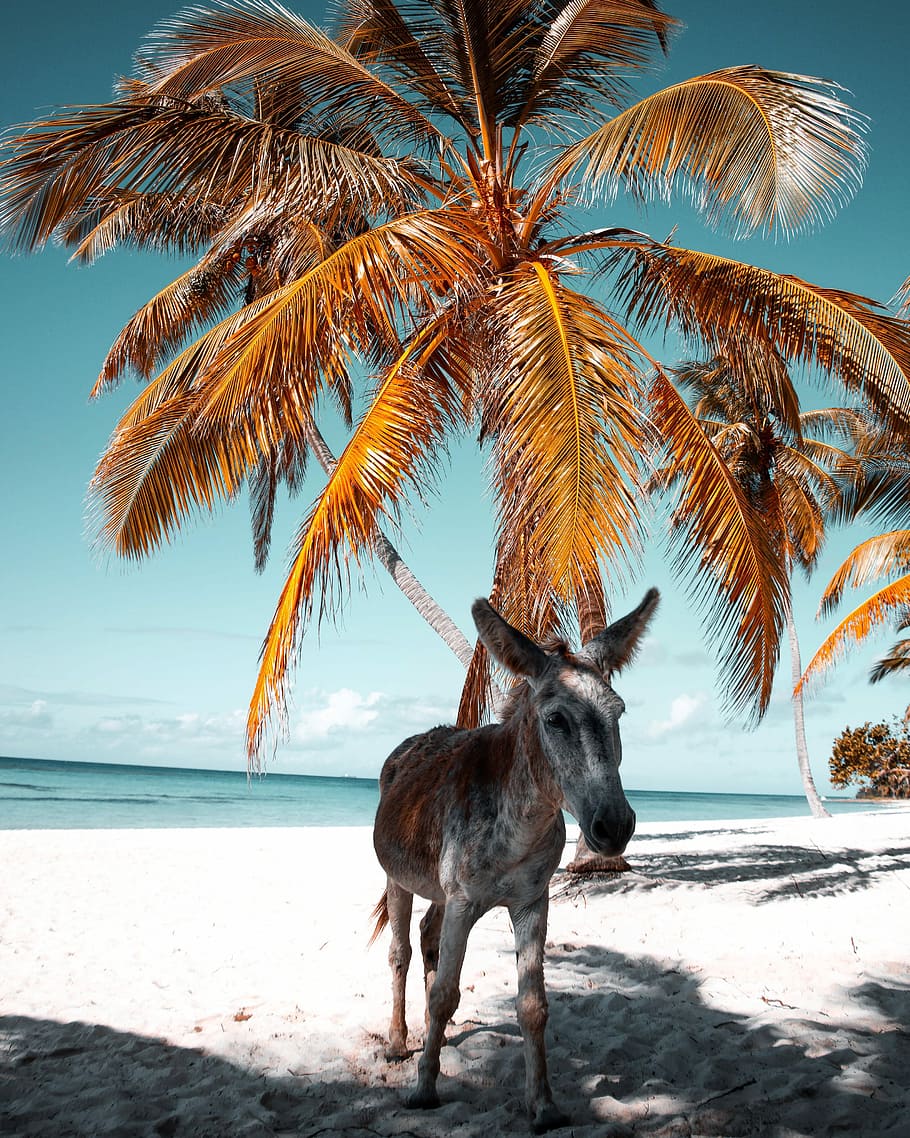 white and brown donkey on the seashore, donkey beside coconut tree, HD wallpaper