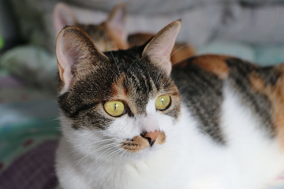 cat, tabby cat, bed, domestic, domestic cat, pets, mammal, domestic animals HD wallpaper