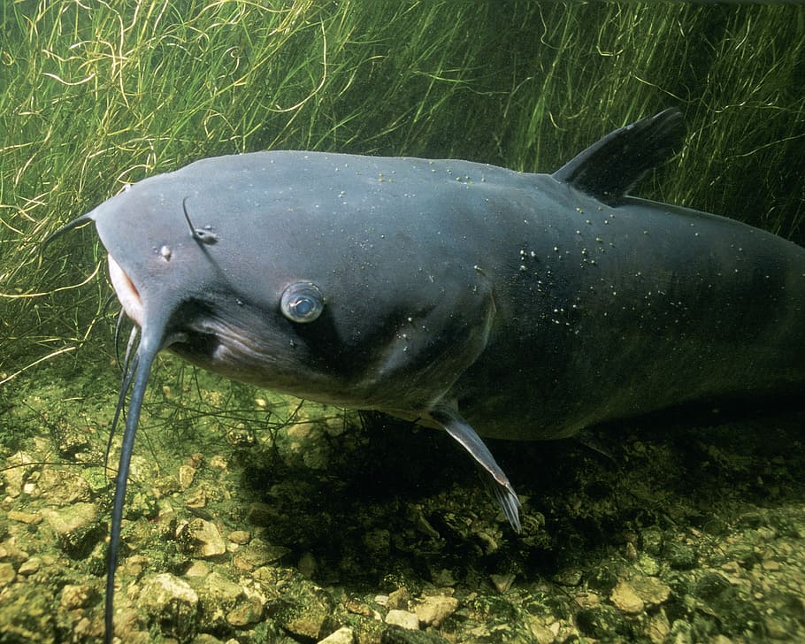 Channel Catfish - Ictalurus punctatus, animal, photo, public domain
