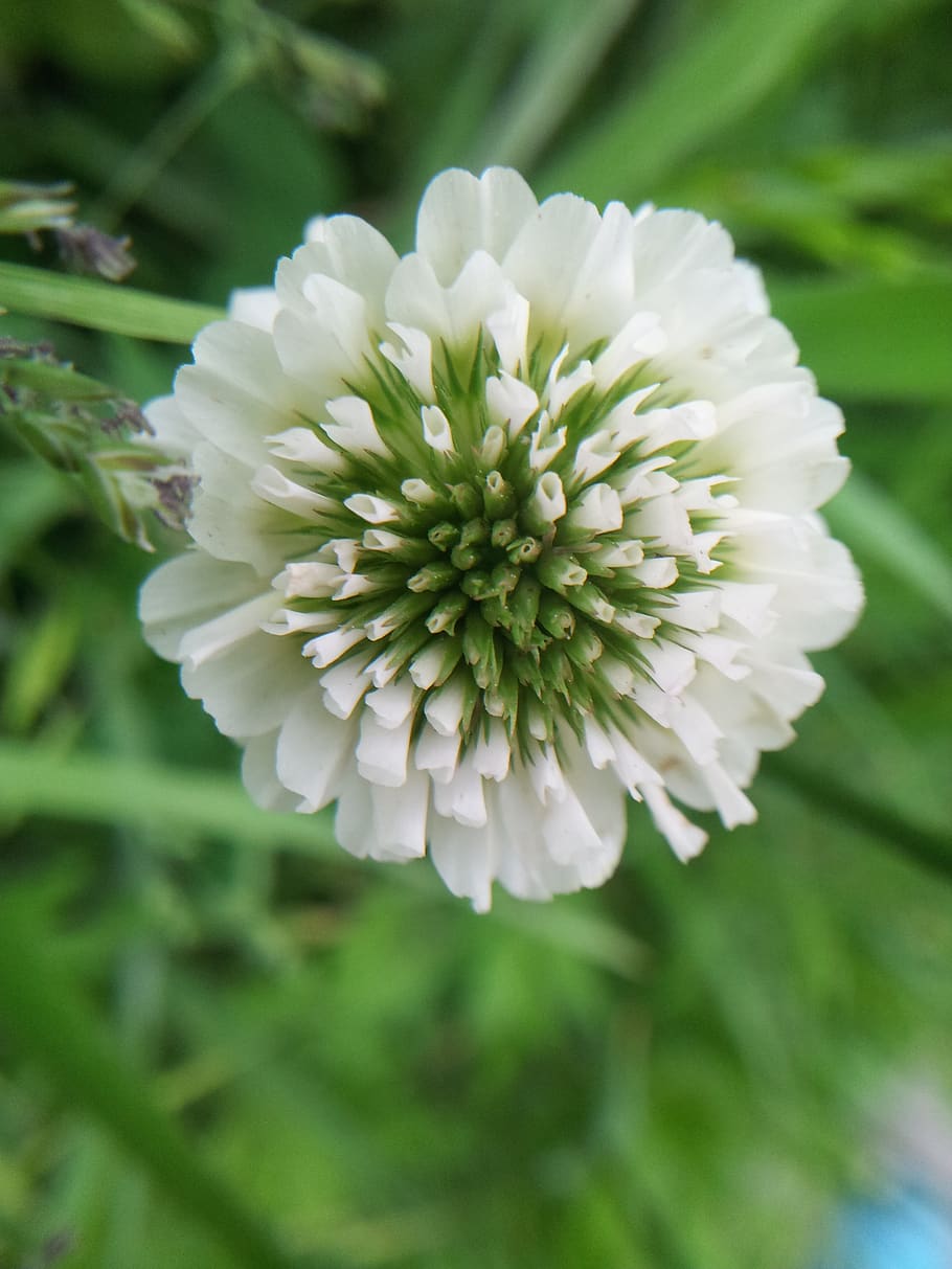 clover, nature, pool, flower, vulnerability, flowering plant HD wallpaper