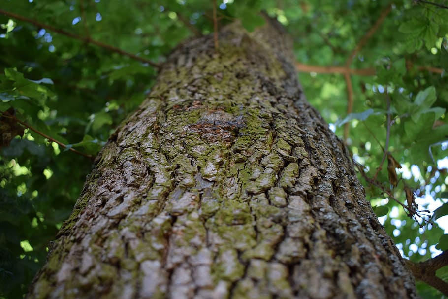 tree, wood, structure, old, nature, log, forest, tribe, bark HD wallpaper