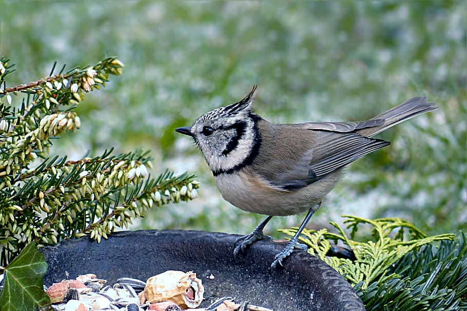 Black crested titmouse stock photos and images
