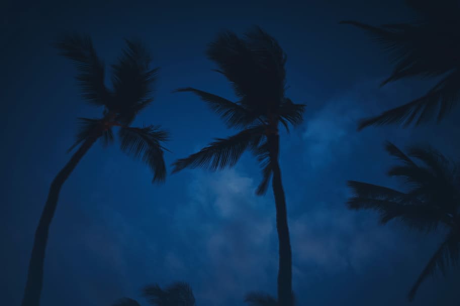 worm's-eye view of coconut tree, palm tree under blue sky, dark HD wallpaper
