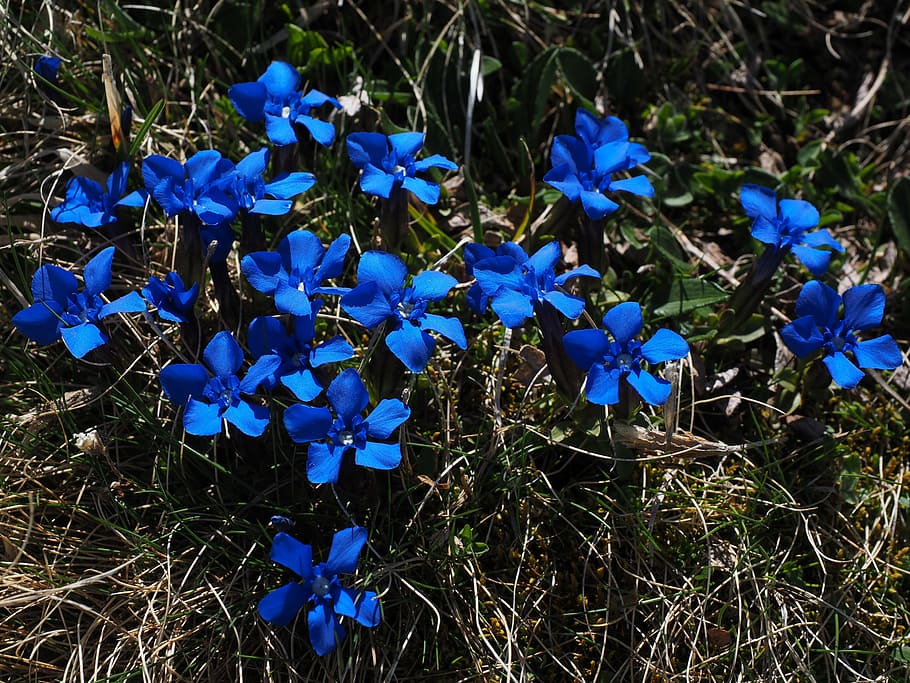 blue flowers, spring gentian, bueten, dark blue, raindrop, gentiana verna