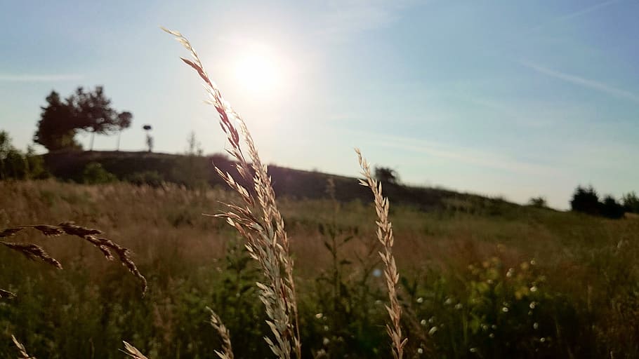 wheat, plants, fields, sunshine, sun rays, rural, growth, sky HD wallpaper