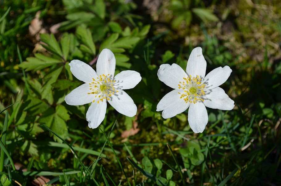 wood anemone, anemones, two daffodils around, spring, spring flower, HD wallpaper