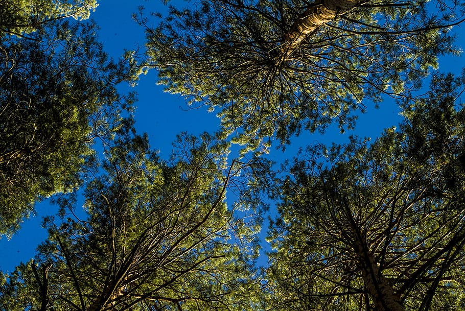 pine, sky, forest coniferous, tree, krone, plant, low angle view HD wallpaper