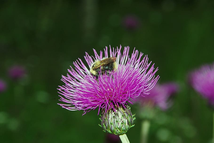 thistle, bourdon, pollination, flower, flowering plant, beauty in nature, HD wallpaper