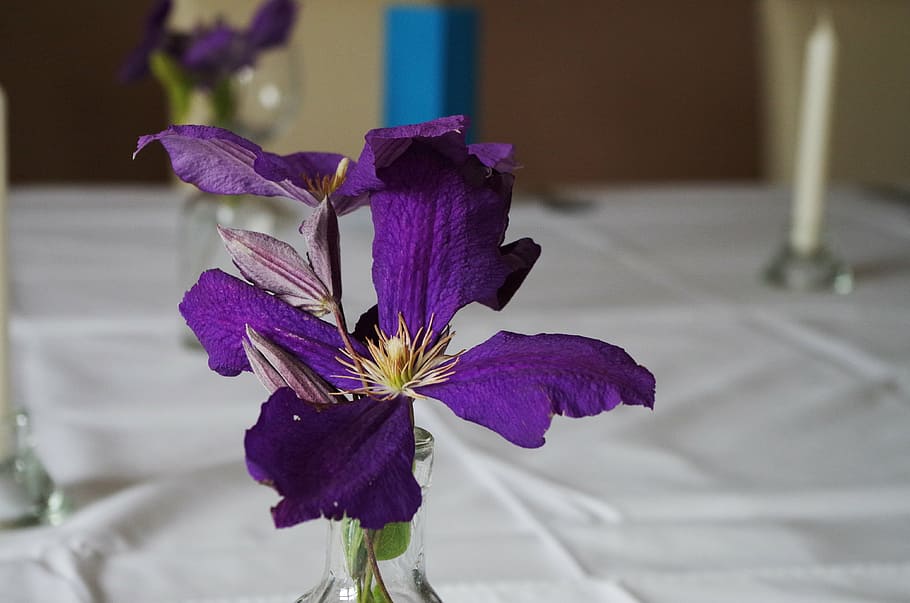 table manners, flower, purple, flowering plant, fragility, vulnerability, HD wallpaper