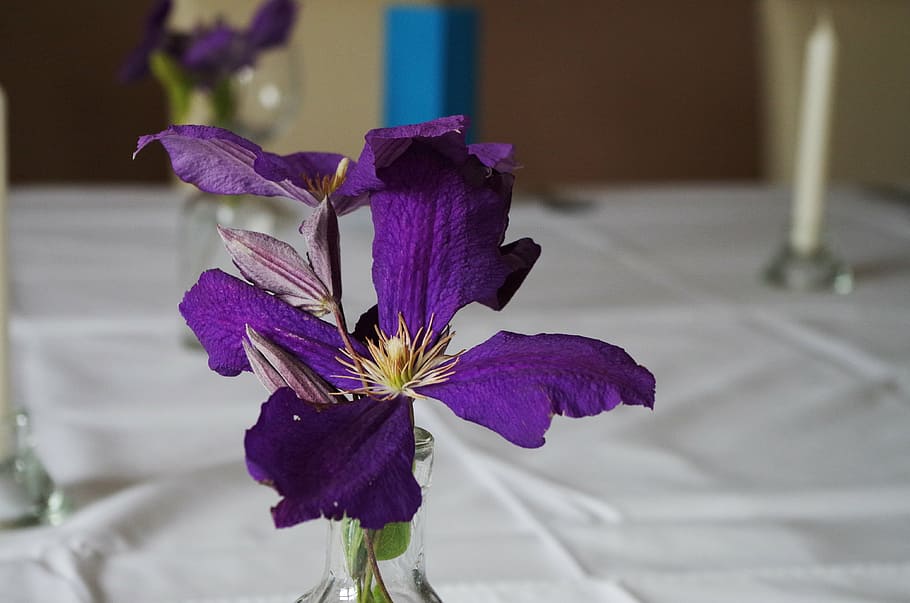 table manners, flower, purple, flowering plant, fragility, vulnerability HD wallpaper