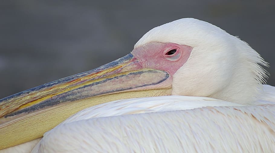 pelican, bird, greece, white, pink, feathers, animal, head HD wallpaper