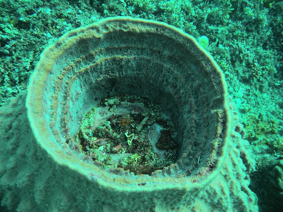 reef, sponge, sea, no people, nature, close-up, high angle view HD wallpaper