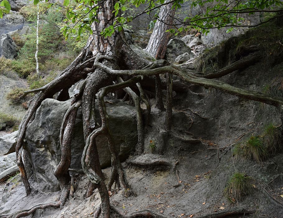 close-up photography of gray tree roots and stone during daytime HD wallpaper