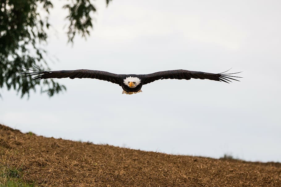 flying bald eagle over brown land, in flight, approach, haliaeetus leucocephalus, HD wallpaper