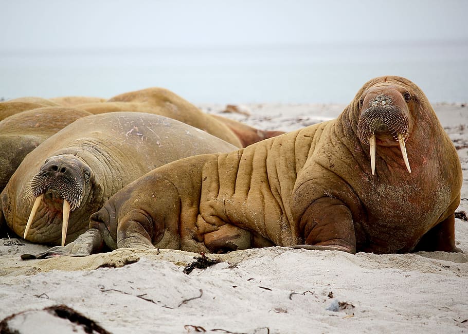 photography of Walrus on seashore, animal, sea Lion, seal - Animal HD wallpaper