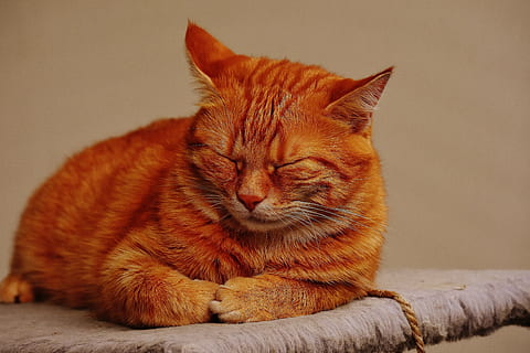 sleeping orange tabby cat, red, cute, mackerel, tiger, sweet HD wallpaper