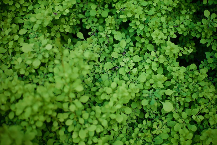 green leafed plant, high-angle of green leafed plants, leaves HD wallpaper