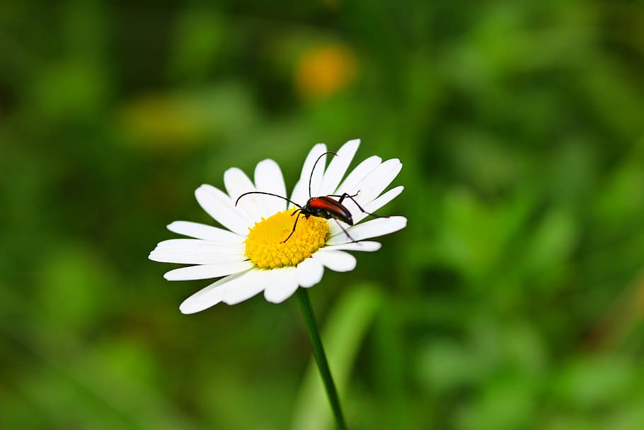 chamomile, beetle, flower, summer, sunny, nature, flowering plant HD wallpaper