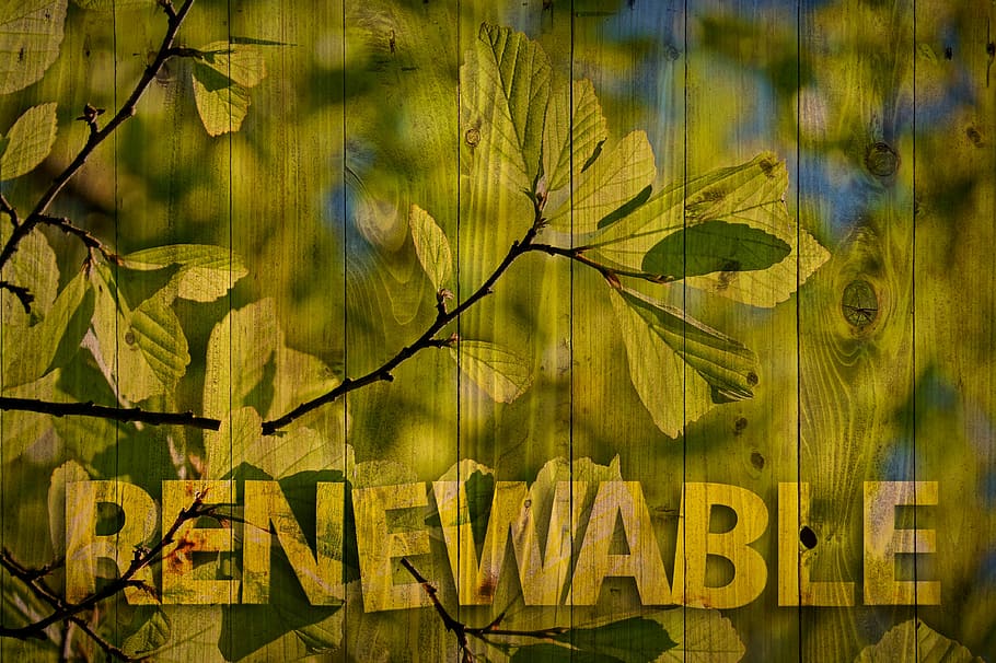 renewable, tree, aesthetic, ecology, environment, boards, forward HD wallpaper