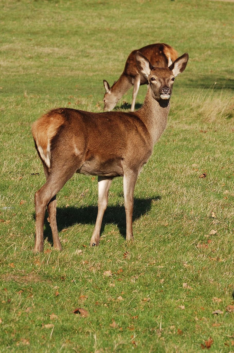 Red Deer, Cervus Elaphus, richmond park, wildlife, hind, grass, HD wallpaper