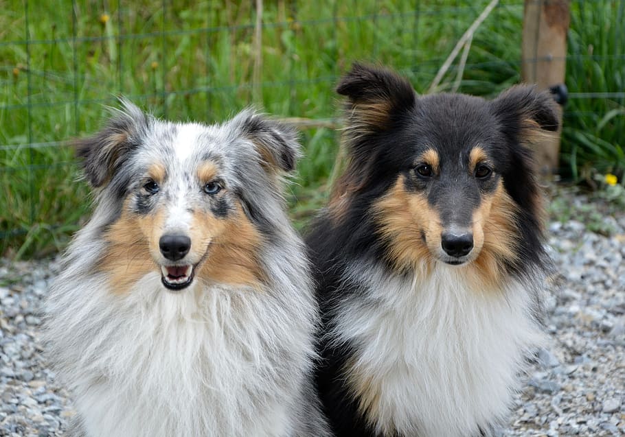 dog, dogs, shetland sheepdog, female blue merle, male tricolor, HD wallpaper