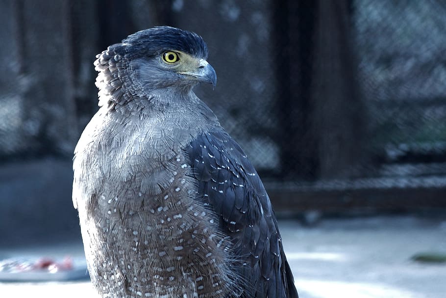 eagle, predator, bird, prey, hunter, one animal, animal wildlife HD wallpaper