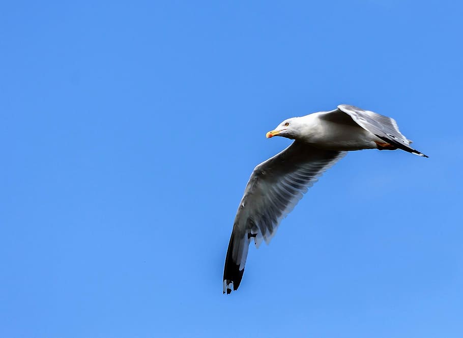 seagull, sky, fly, bird, coast, bill, beach, flying, one animal HD wallpaper