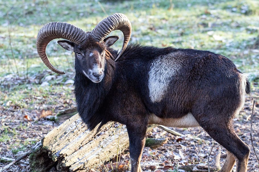 Capricorn, Wild, Animals, animal themes, one animal, animals in the wild HD wallpaper