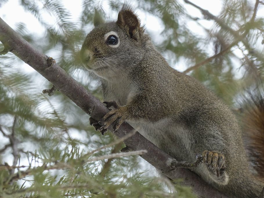 squirrel, animal, forest, branch, tree, nature, mammal, wild life HD wallpaper