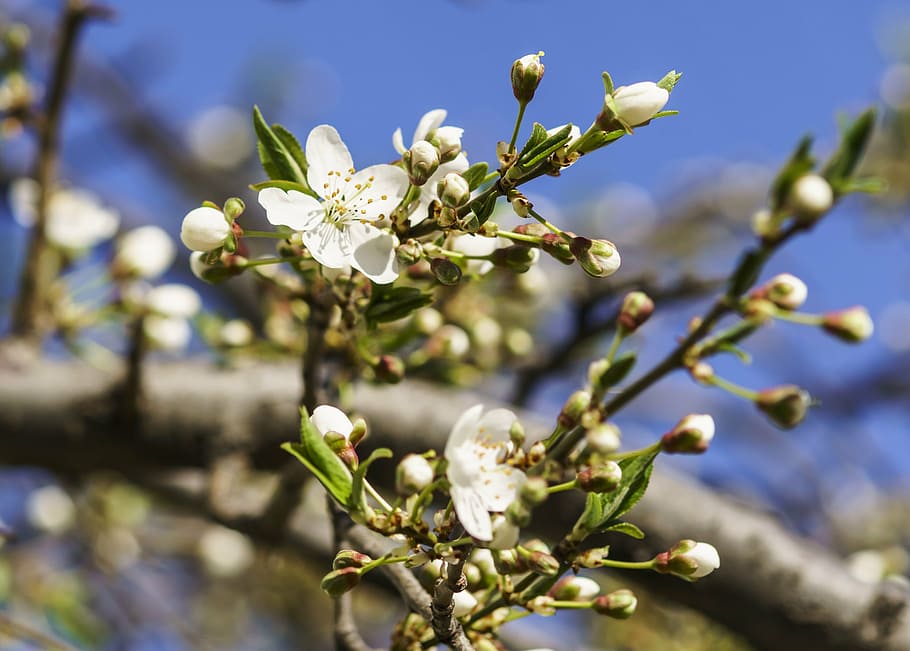flowers, cherry, spring, nature, cherry blossoms, white flowers HD wallpaper