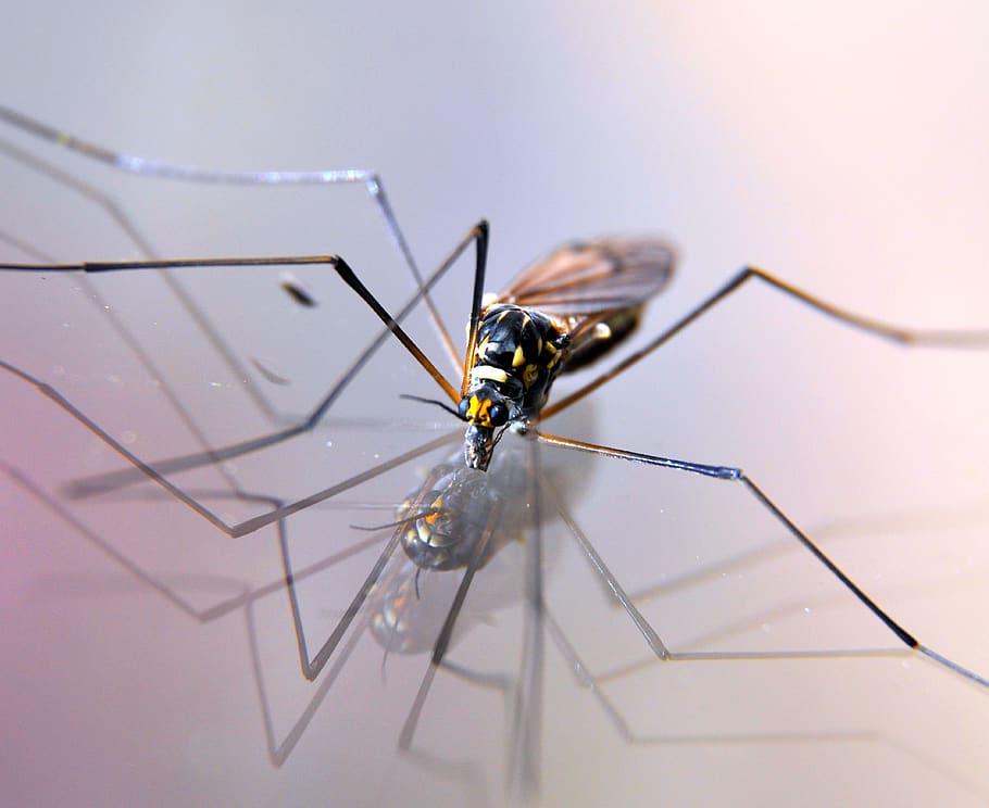 schnake, insect, nature, close up, invertebrate, animal themes HD wallpaper