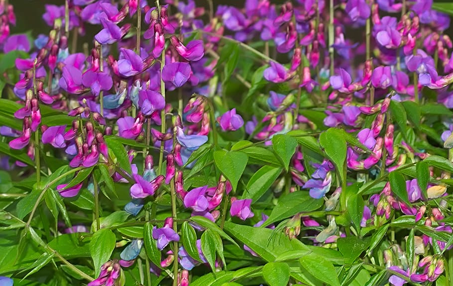 purple pea flowers in bloom, nature, plant, leaf, garden, flowering plant HD wallpaper