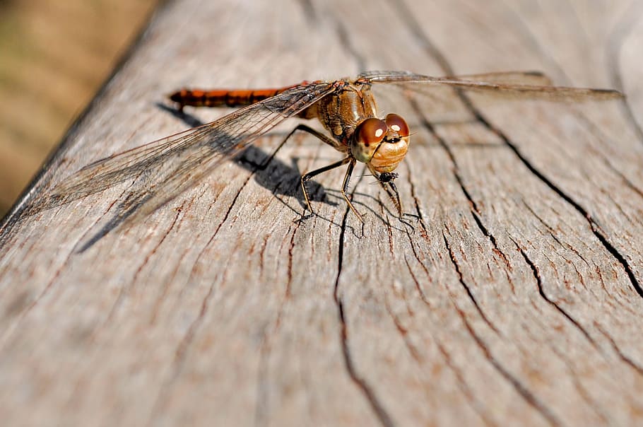dragonfly, close, insect, red dragonfly, nature, wing, yellow dragonfly HD wallpaper