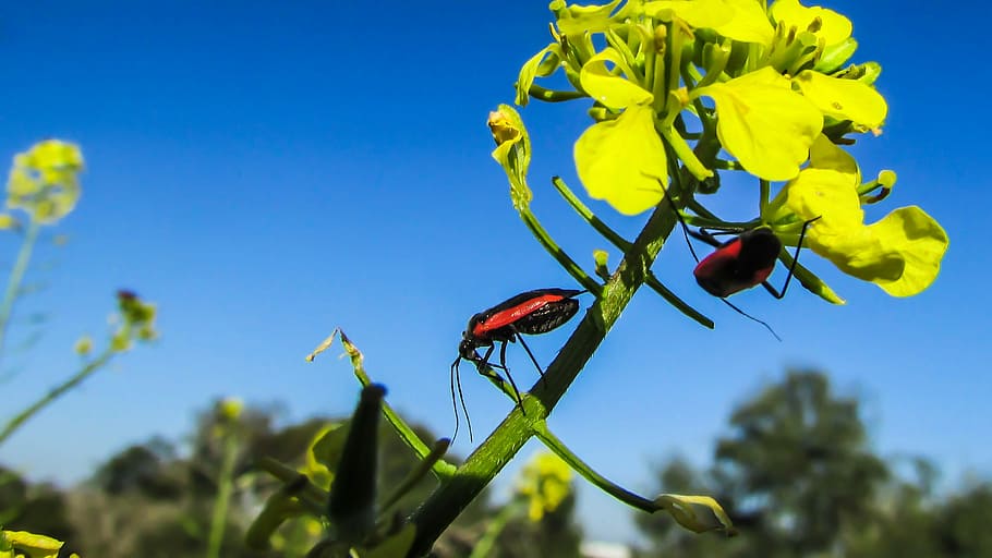 Beetle, Insect, Nature, working, red, plant, blue, green color HD wallpaper