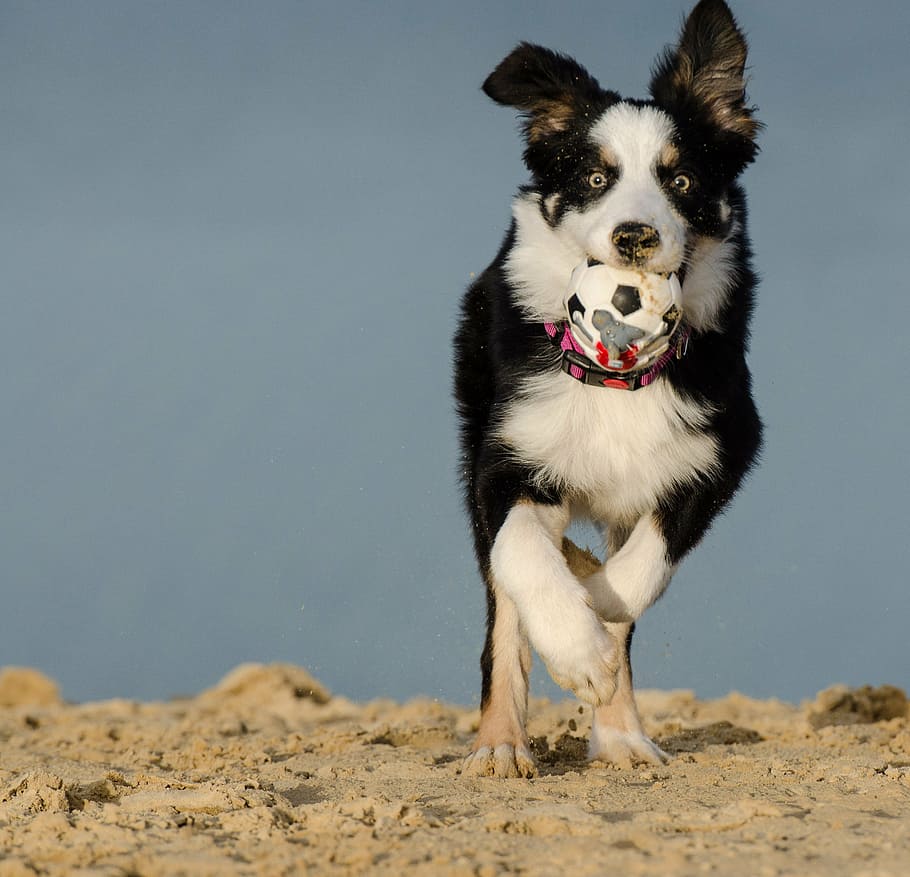 border collie, tricolor, three coloured, dog with ball, beach