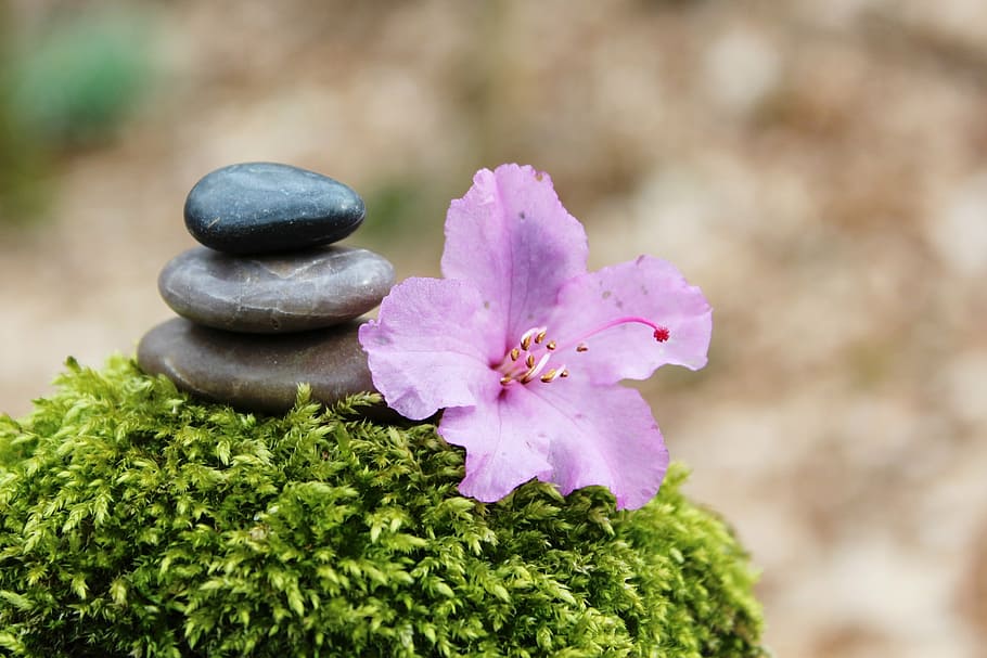 pink azalea flower beside cairn, stone pile, stack, stones, blossom, HD wallpaper