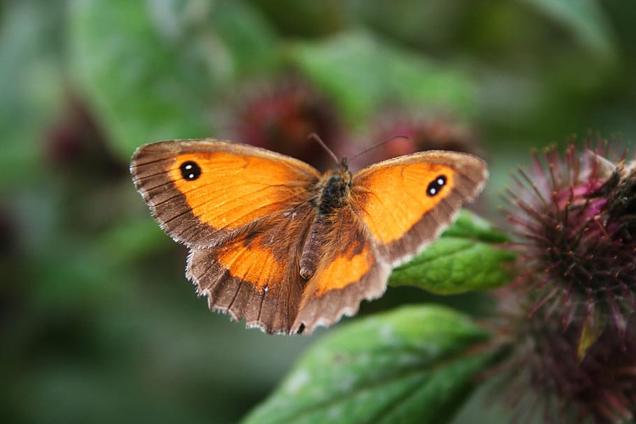 animal, beautiful, bug, butterfly, color, flower, green, insect HD wallpaper