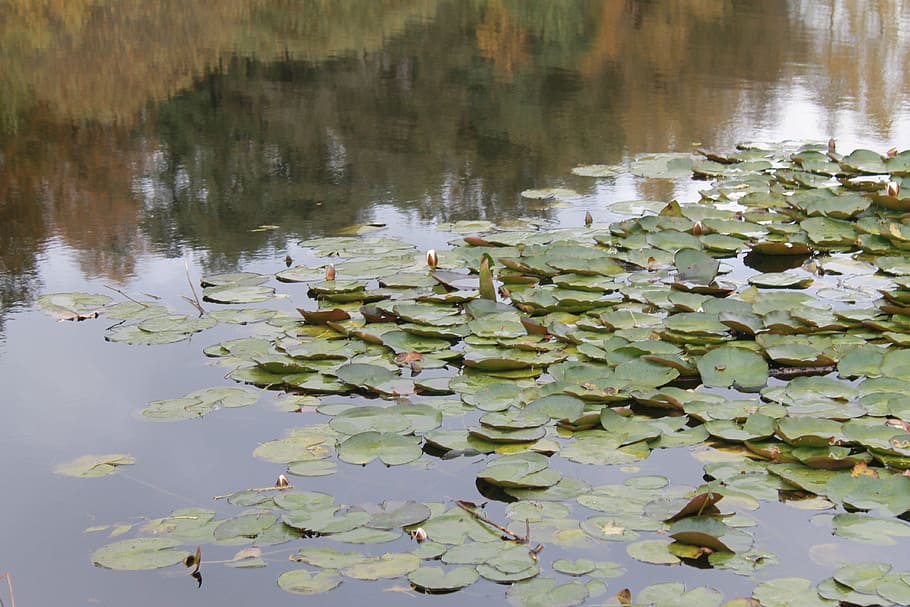 lake, denmark, pond, reflections, autumn, water lily, leaf HD wallpaper