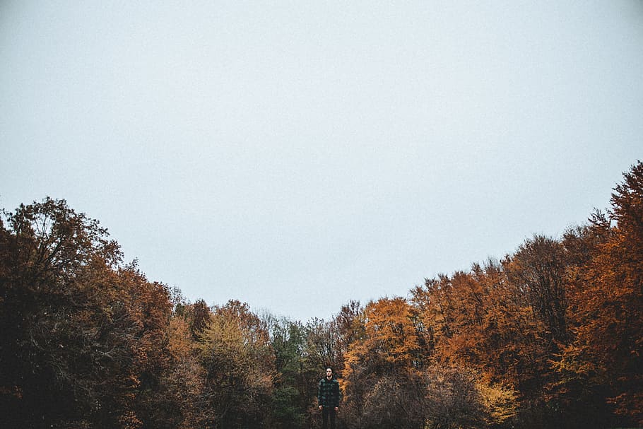 brown leafed trees under blue sky photography, man standing near brown tree HD wallpaper