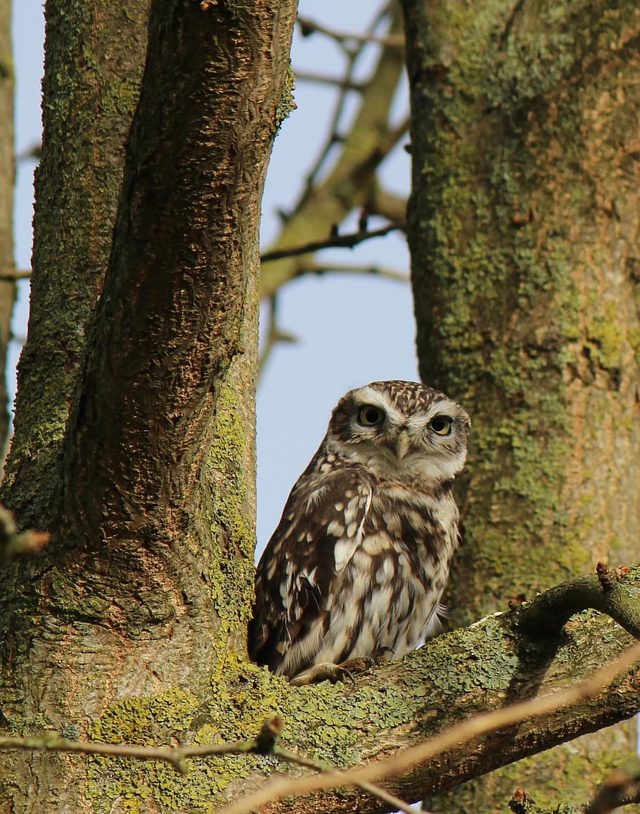 owl, tree, bird, animal, nature, sitting, screech owl, animal wildlife HD wallpaper