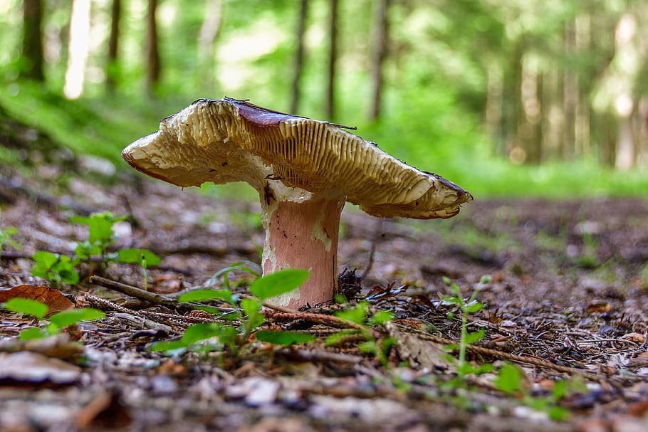 mushroom, russula, forest, close up, macro, forest mushroom, HD wallpaper