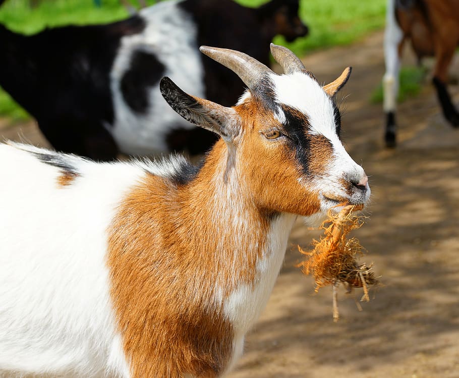 brown and white goat at daytime, chew, horns, ruminant, domestic goat HD wallpaper
