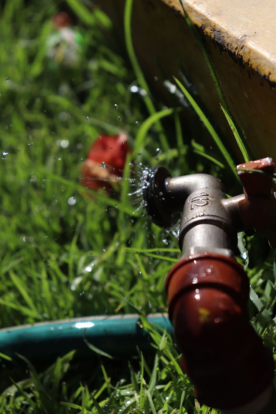 drops, exterior, cano, plant, green color, nature, growth, close-up HD wallpaper