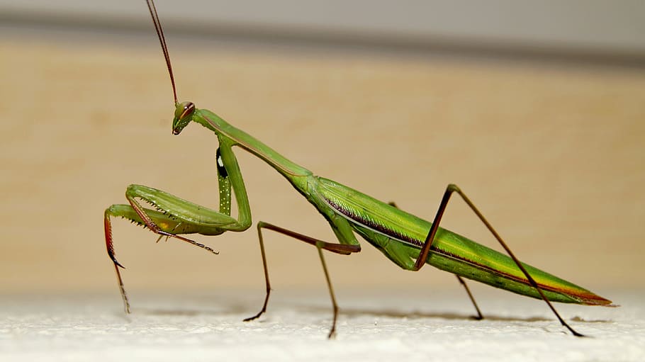 praying mantis, insects, beautiful, green, sand, fighter, male, HD wallpaper