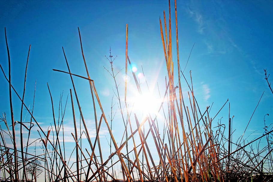 meadow, grass, sun, summer, nature, blade of grass, garden HD wallpaper