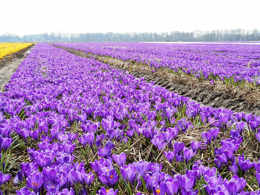 crocus, bulbs, flowers, spring, nature, agriculture, tulip HD wallpaper